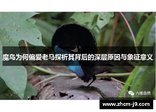 魔鸟为何偏爱老马探析其背后的深层原因与象征意义 魔鸟为何偏爱老马探析其背后的深层原因与象征意义